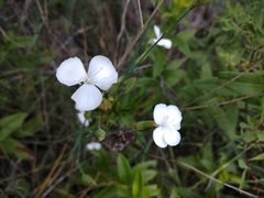 Dianthus cretaceus