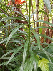Lilium maculatum