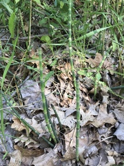 Equisetum laevigatum