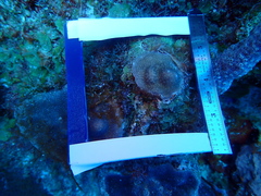 Porites astreoides