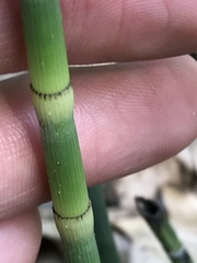 Equisetum laevigatum