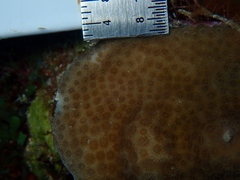 Porites astreoides