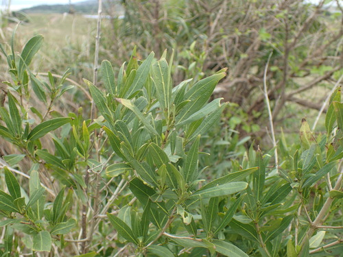 Pavetta lanceolata, photograph 5