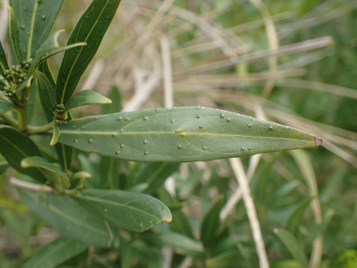 Image of Pavetta lanceolata by (c) Mahomed Desai, some rights reserved (CC BY)