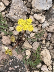 Cymopterus