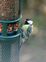 Parus major