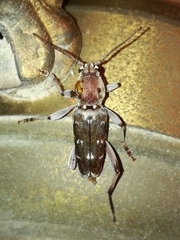 Xylotrechus smei