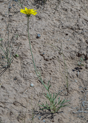 Thelesperma subnudum