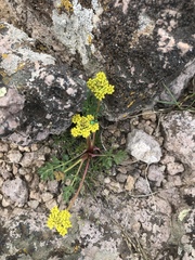 Cymopterus