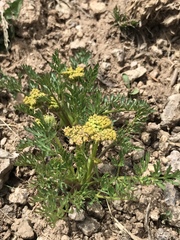 Cymopterus