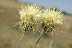 Centaurea reflexa