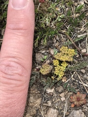Cymopterus