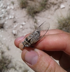 Diceroprocta eugraphica