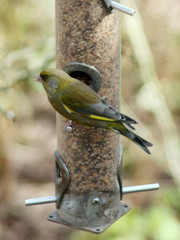 Chloris chloris