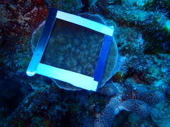 Porites astreoides