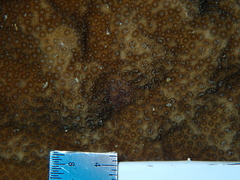Porites astreoides