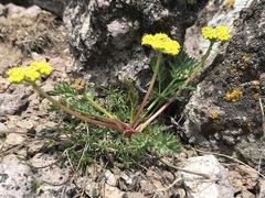 Cymopterus