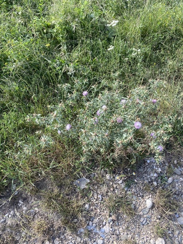 Image of Centaurea iberica by (c) Илья Руденко, some rights reserved (CC BY)