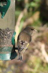 Chloris chloris