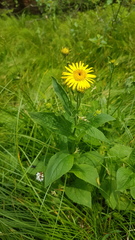 Doronicum austriacum