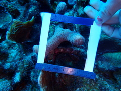 Porites porites