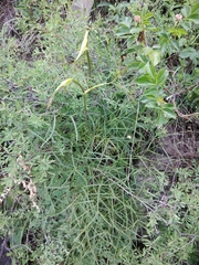 Peucedanum ruthenicum