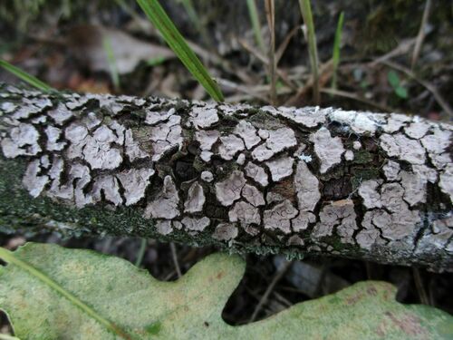 Oak Crust