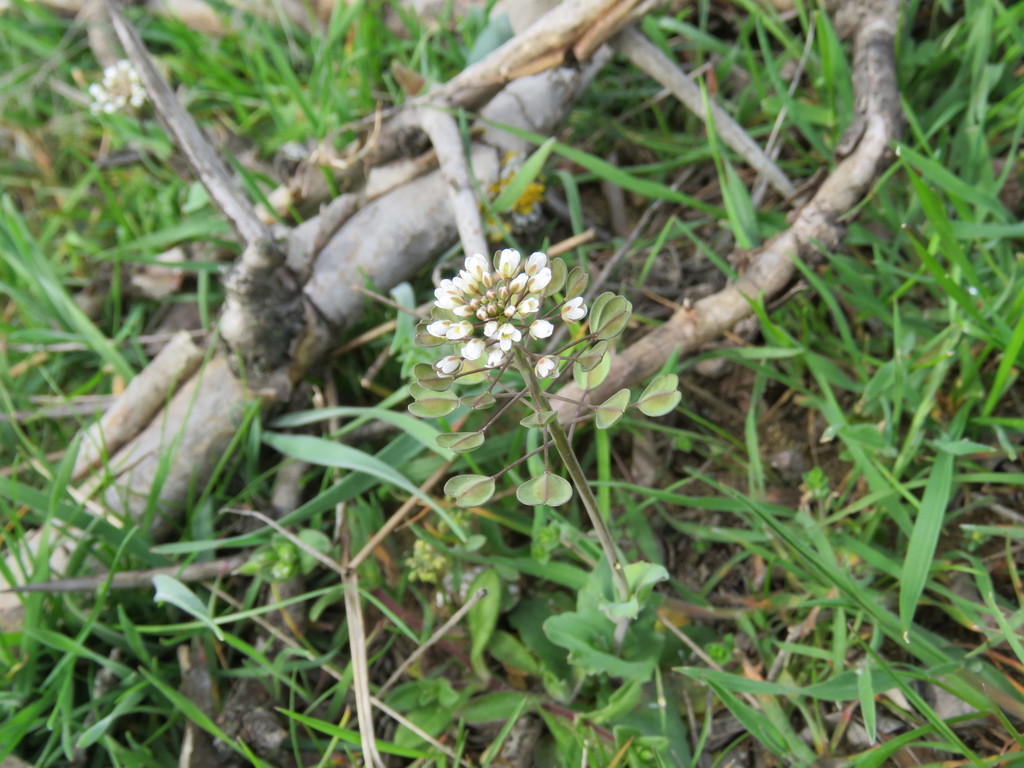 Noccaea umbellata
