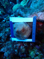 Stephanocoenia intersepta