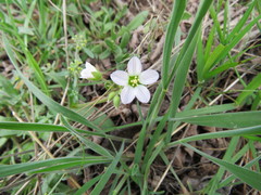 Holosteum glutinosum