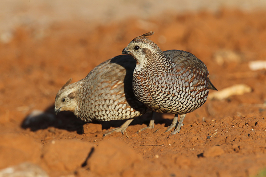 Scaled Quail × Northern Bobwhite