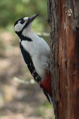 Dendrocopos major