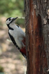 Dendrocopos major