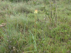 Kniphofia linearifolia, photograph (c) Mahomed Desai, some rights reserved (CC BY)