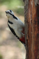Dendrocopos major