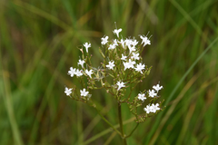 Valeriana uliginosa