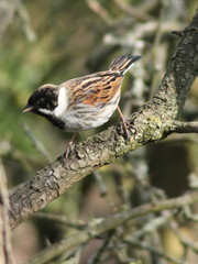 Emberiza schoeniclus