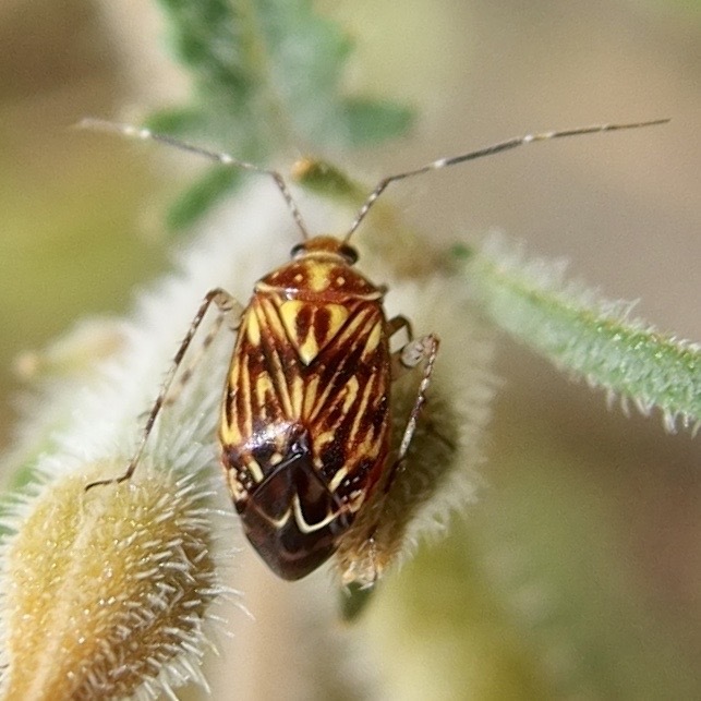 Taedia fasciola