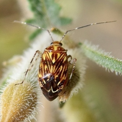 Taedia fasciola