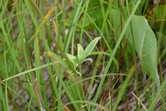 Valeriana uliginosa