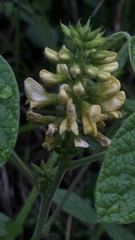 Rhynchosia tomentosa