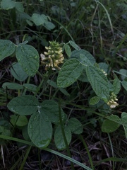 Rhynchosia tomentosa