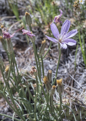 Lygodesmia grandiflora