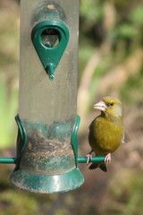 Chloris chloris