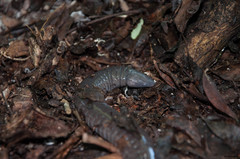 Dermophis mexicanus