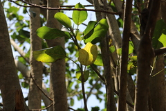 Ficus polita, photograph (c) Suvarna Parbhoo Mohan, some rights reserved (CC BY-SA)