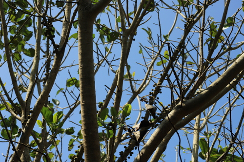 Ficus polita, photograph 3