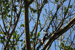 Ficus polita, photograph (c) Suvarna Parbhoo Mohan, some rights reserved (CC BY-SA)
