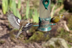 Chloris chloris