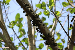 Ficus polita, photograph (c) Suvarna Parbhoo Mohan, some rights reserved (CC BY-SA)
